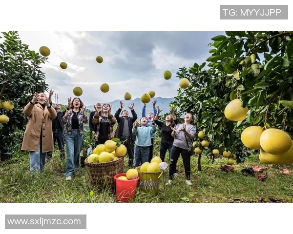 果园乐园：采摘乐趣无穷